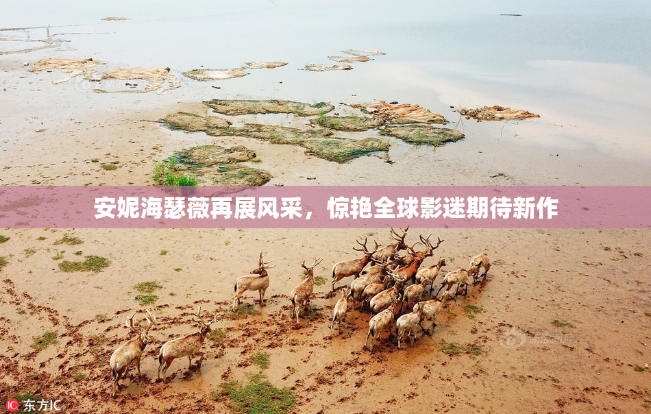 安妮海瑟薇再展风采，惊艳全球影迷期待新作
