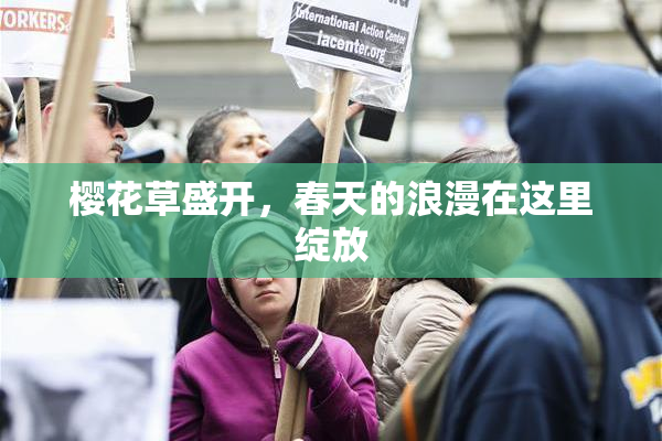 樱花草盛开，春天的浪漫在这里绽放