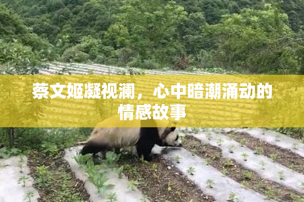 蔡文姬凝视澜，心中暗潮涌动的情感故事