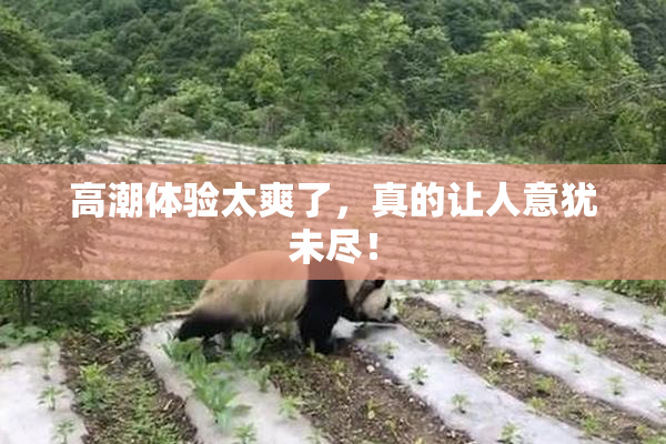 高潮体验太爽了，真的让人意犹未尽！