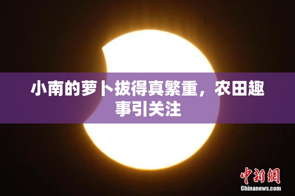 小南的萝卜拔得真繁重，农田趣事引关注