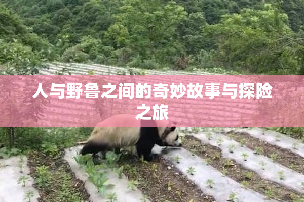 人与野鲁之间的奇妙故事与探险之旅