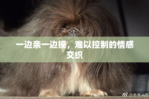 一边亲一边摸，难以控制的情感交织