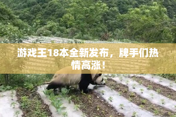 游戏王18本全新发布，牌手们热情高涨！