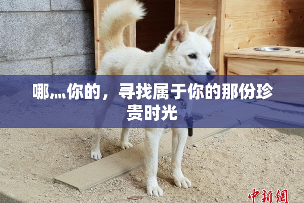 哪灬你的，寻找属于你的那份珍贵时光