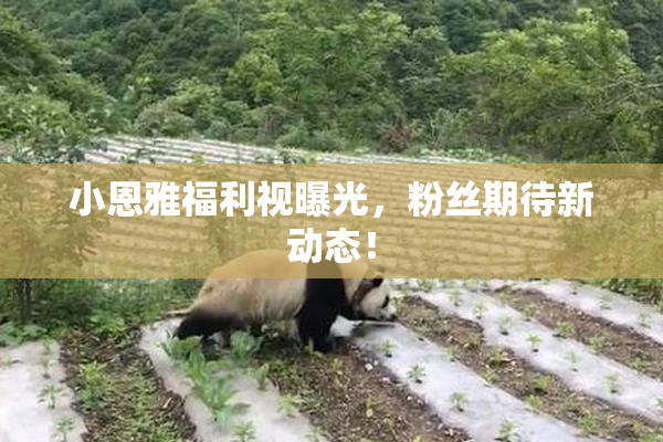 小恩雅福利视曝光，粉丝期待新动态！