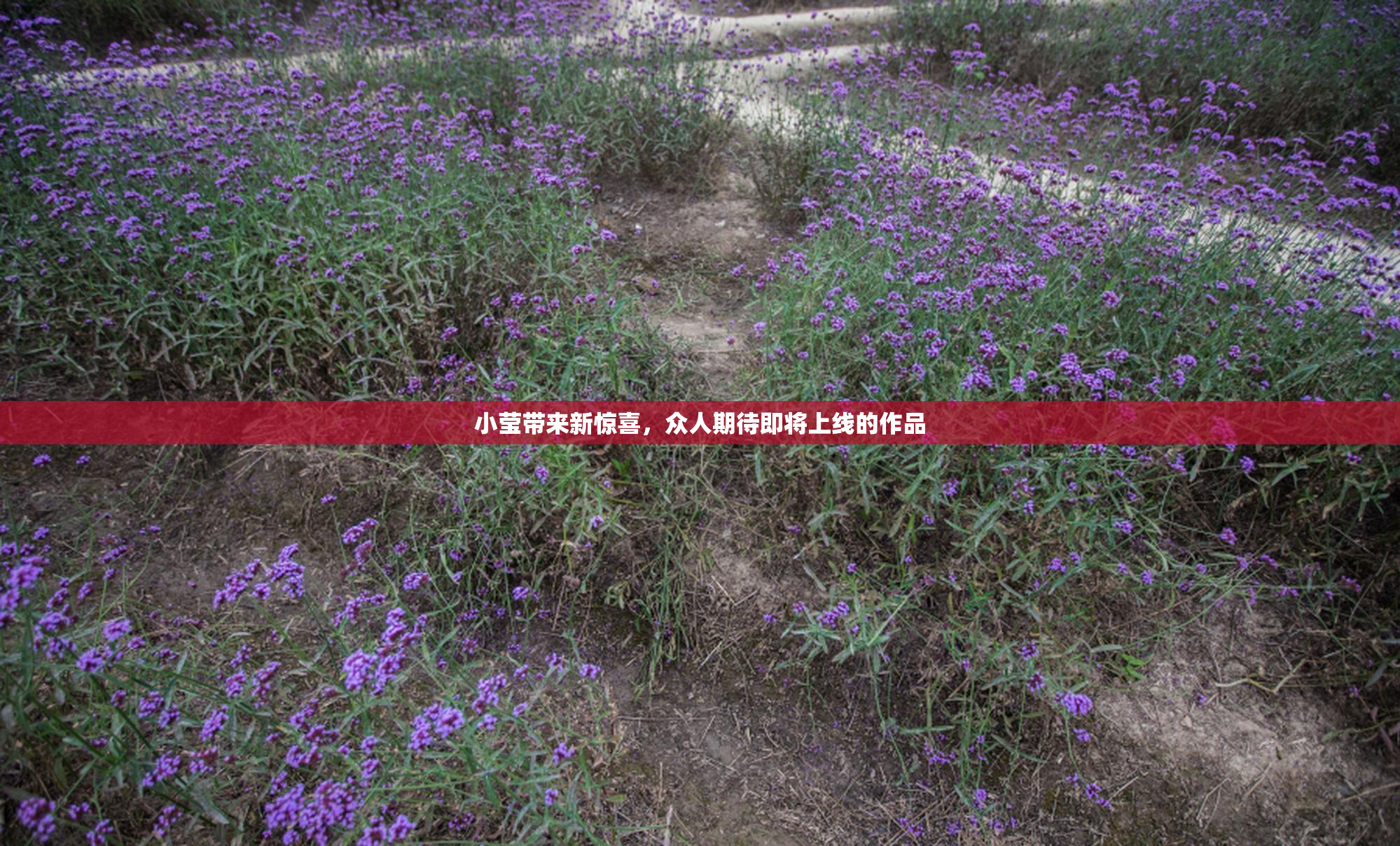 小莹带来新惊喜，众人期待即将上线的作品