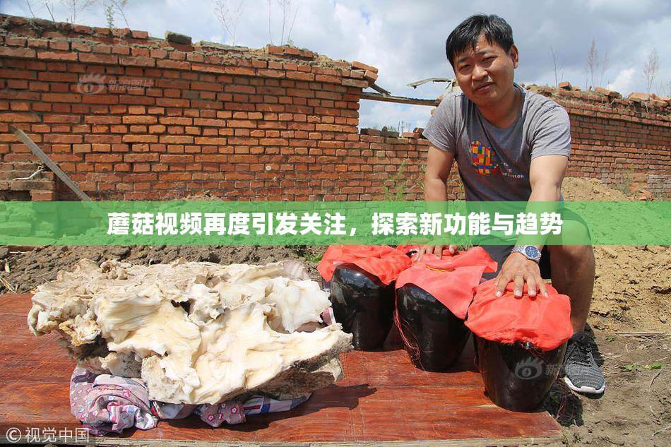 蘑菇视频再度引发关注，探索新功能与趋势
