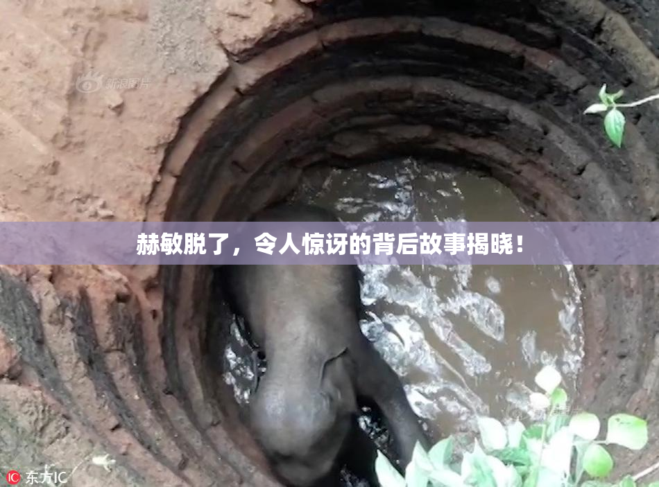 赫敏脱了，令人惊讶的背后故事揭晓！