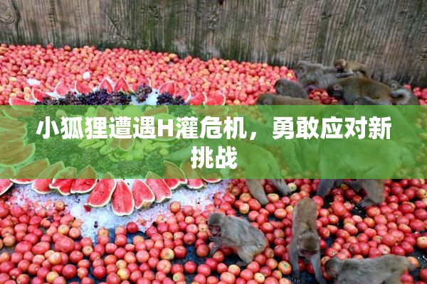 小狐狸遭遇H灌危机，勇敢应对新挑战