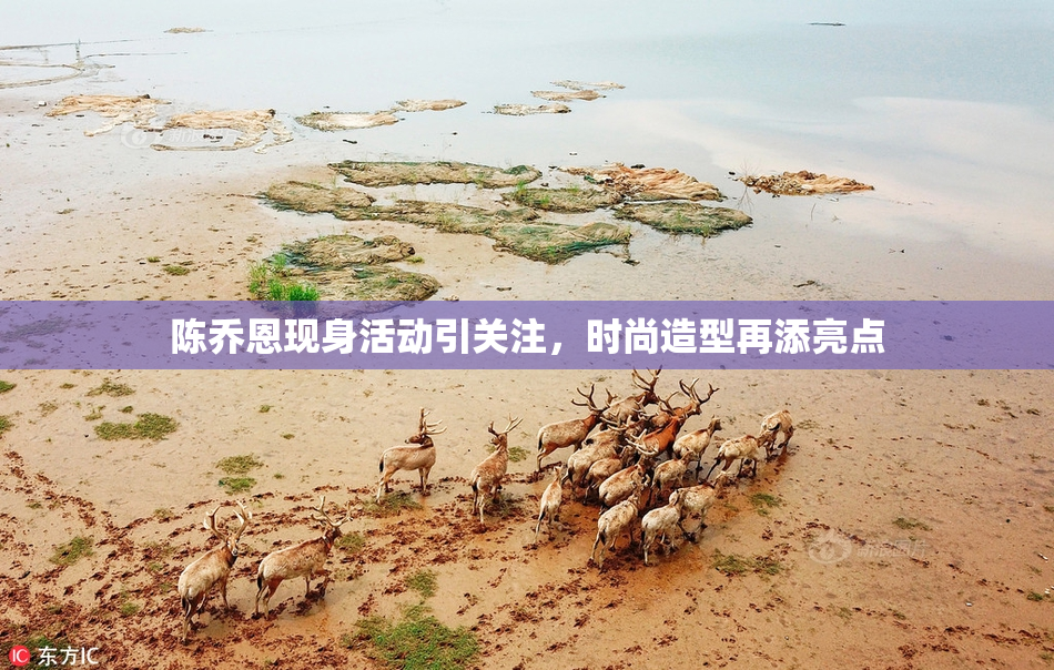 陈乔恩现身活动引关注，时尚造型再添亮点