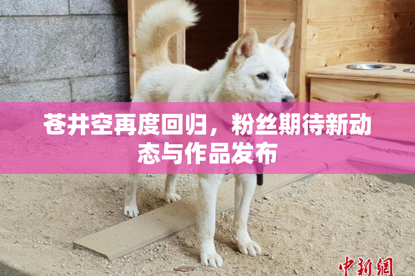 苍井空再度回归，粉丝期待新动态与作品发布