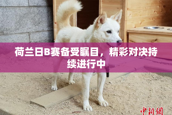 荷兰日B赛备受瞩目，精彩对决持续进行中