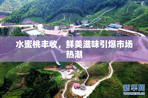 水蜜桃丰收，鲜美滋味引爆市场热潮