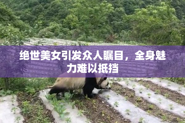 绝世美女引发众人瞩目，全身魅力难以抵挡