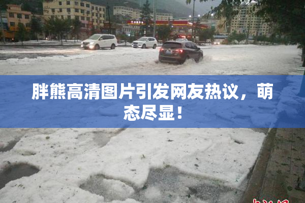 胖熊高清图片引发网友热议，萌态尽显！
