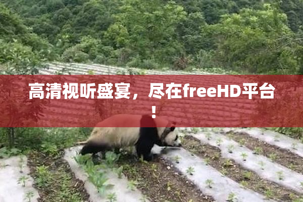 高清视听盛宴，尽在freeHD平台！