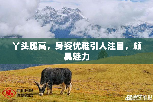 丫头腿高，身姿优雅引人注目，颇具魅力