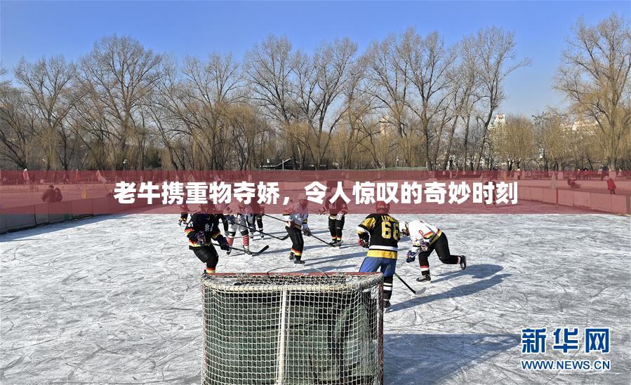 老牛携重物夺娇，令人惊叹的奇妙时刻