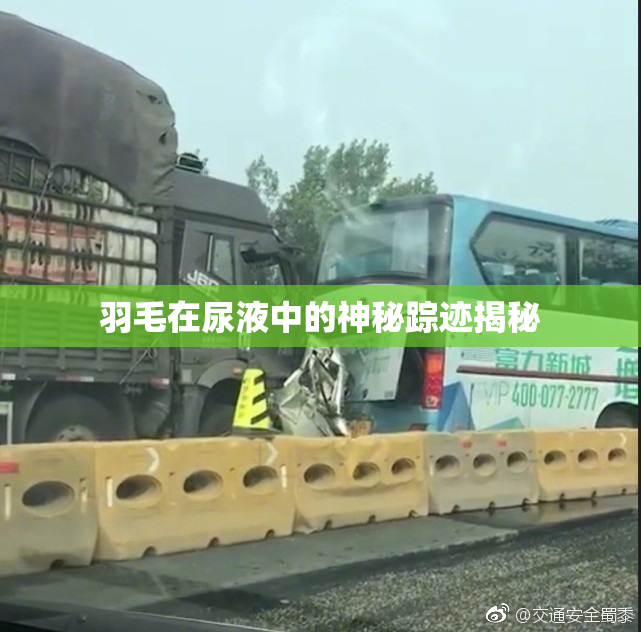 羽毛在尿液中的神秘踪迹揭秘
