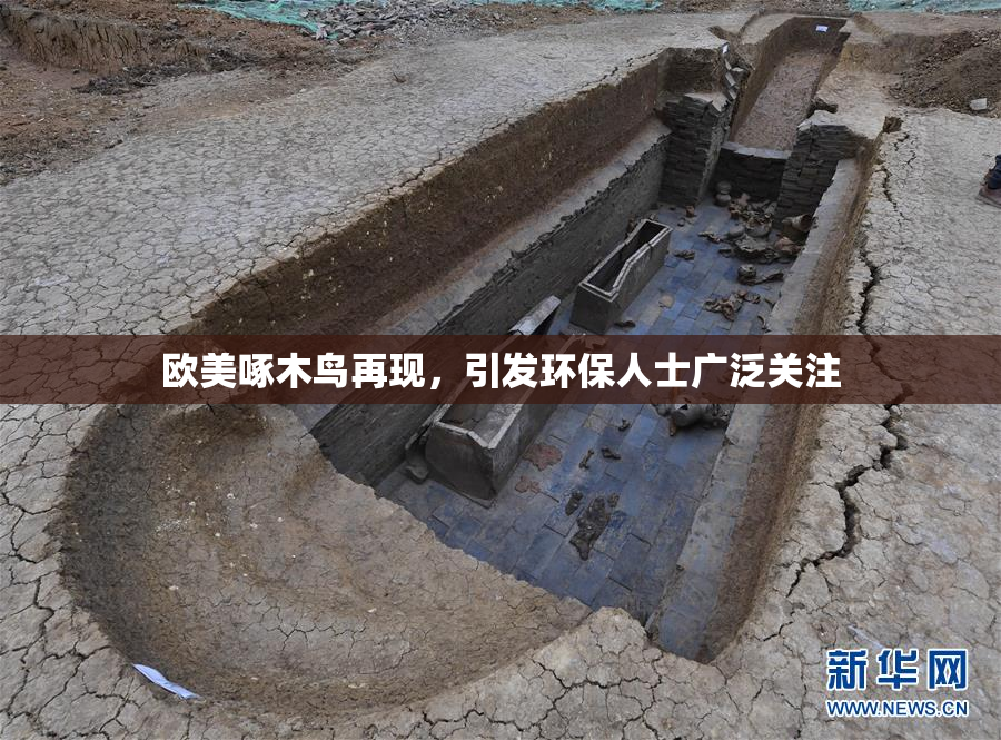 欧美啄木鸟再现，引发环保人士广泛关注