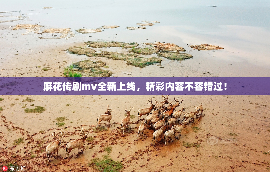 麻花传剧mv全新上线，精彩内容不容错过！