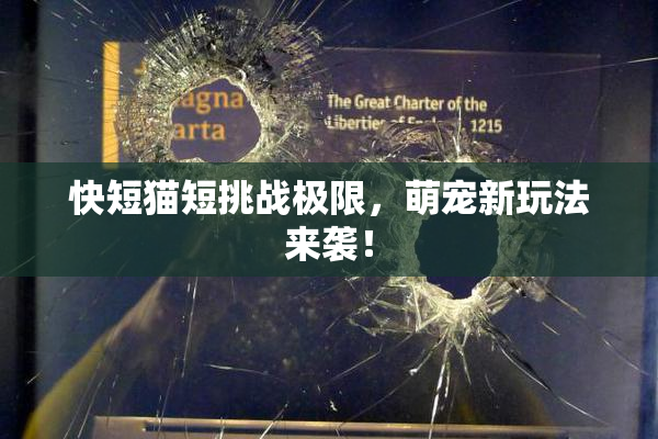 快短猫短挑战极限，萌宠新玩法来袭！