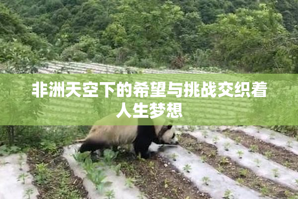 非洲天空下的希望与挑战交织着人生梦想