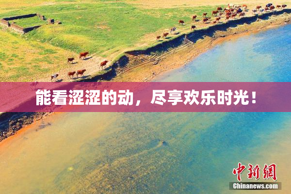 能看涩涩的动，尽享欢乐时光！