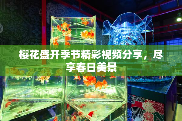 樱花盛开季节精彩视频分享，尽享春日美景