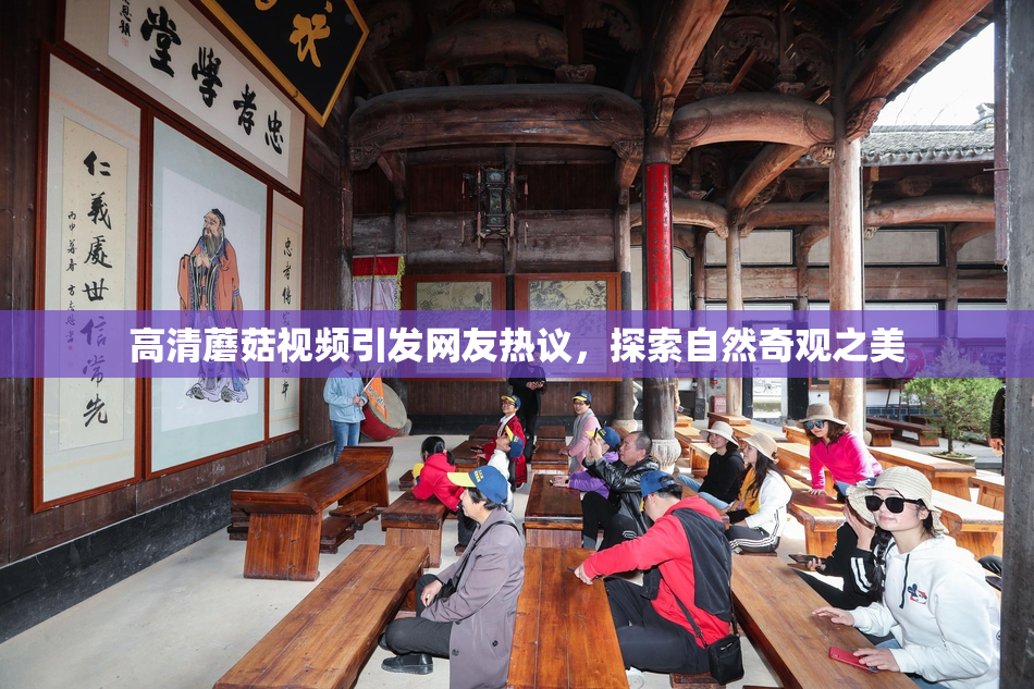 高清蘑菇视频引发网友热议，探索自然奇观之美