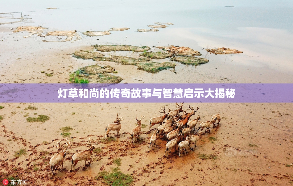 灯草和尚的传奇故事与智慧启示大揭秘
