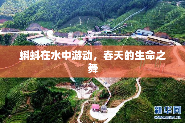 蝌蚪在水中游动，春天的生命之舞