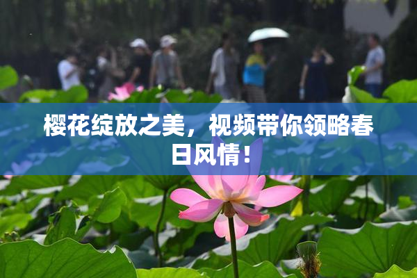 樱花绽放之美，视频带你领略春日风情！