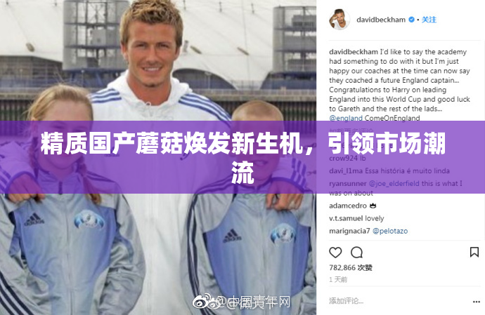 精质国产蘑菇焕发新生机，引领市场潮流