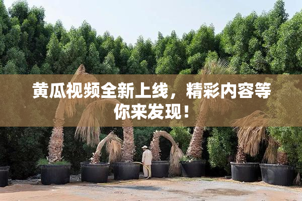 黄瓜视频全新上线，精彩内容等你来发现！