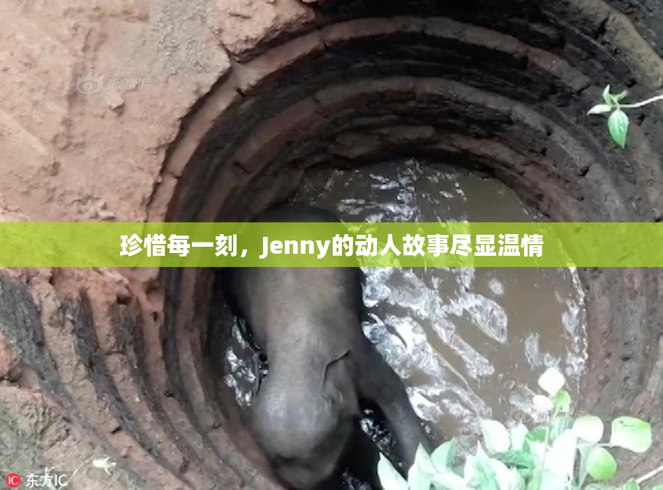 珍惜每一刻，Jenny的动人故事尽显温情