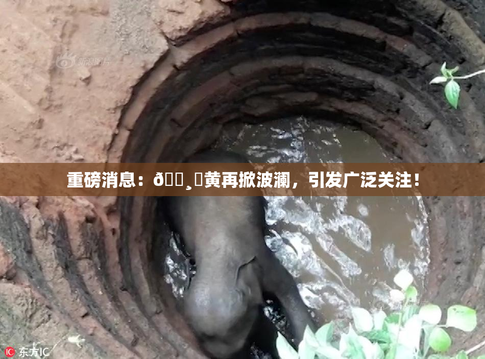 重磅消息：🌸‌黄再掀波澜，引发广泛关注！