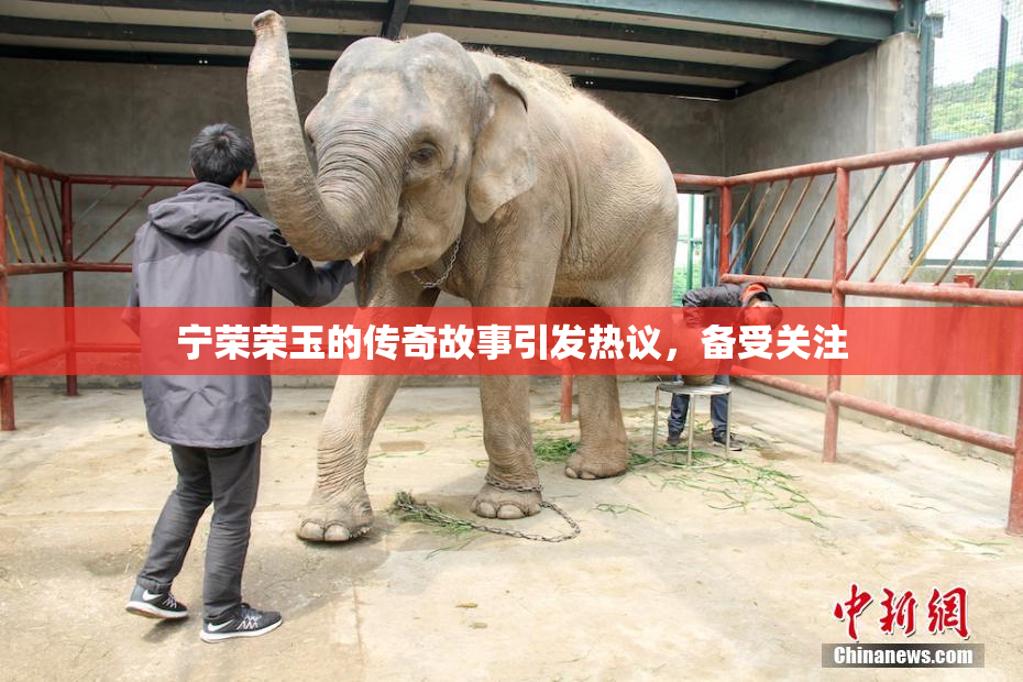 宁荣荣玉的传奇故事引发热议，备受关注