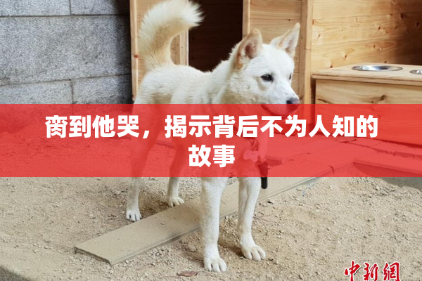 脔到他哭，揭示背后不为人知的故事