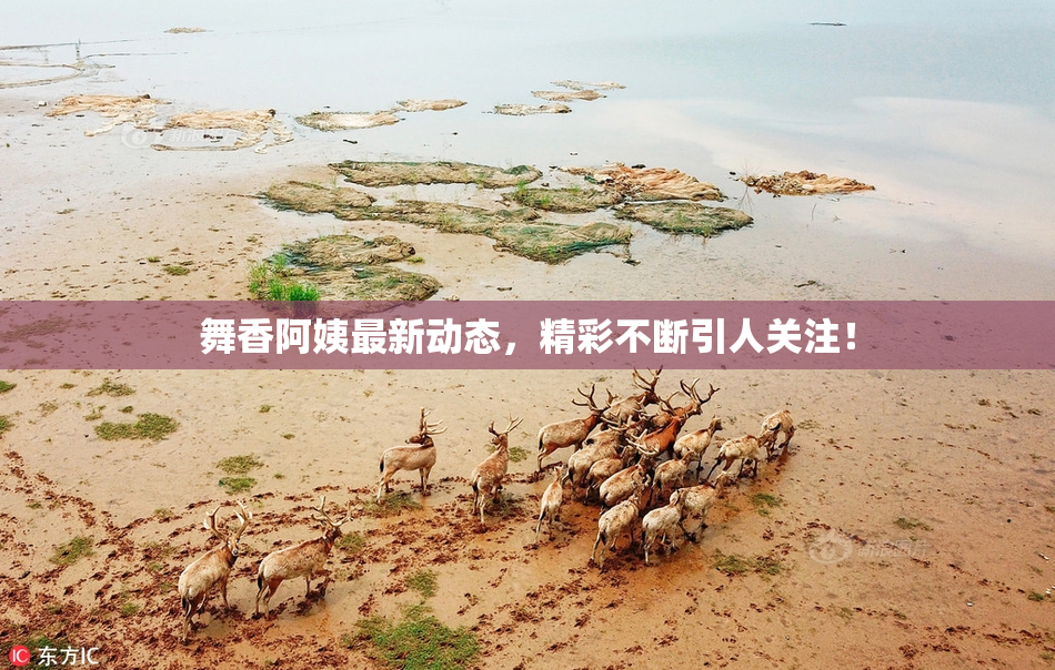 舞香阿姨最新动态，精彩不断引人关注！