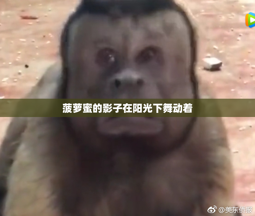 菠萝蜜的影子在阳光下舞动着