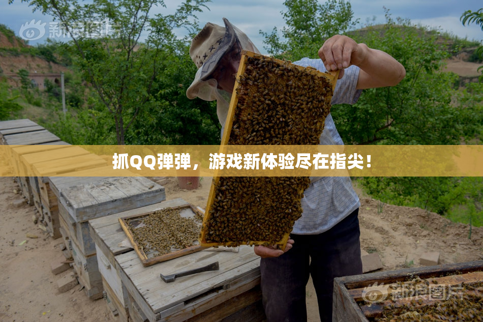 抓QQ弹弹，游戏新体验尽在指尖！