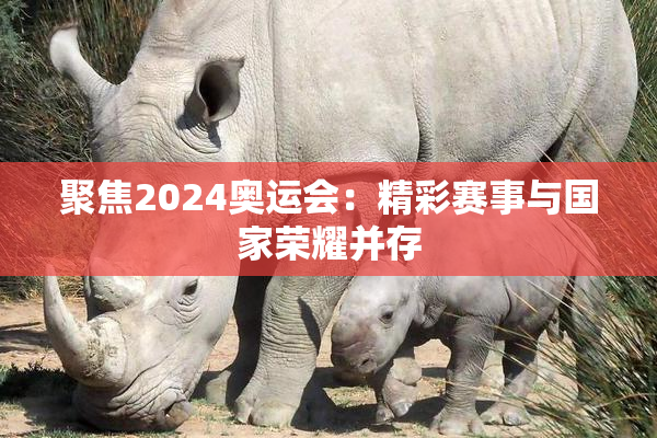 聚焦2024奥运会：精彩赛事与国家荣耀并存
