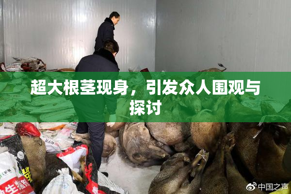 超大根茎现身，引发众人围观与探讨