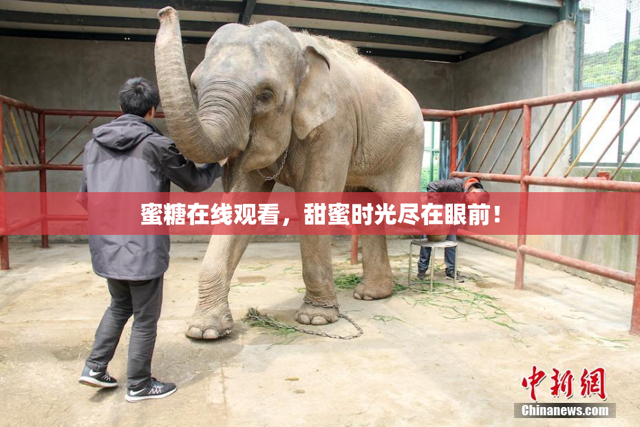 蜜糖在线观看，甜蜜时光尽在眼前！