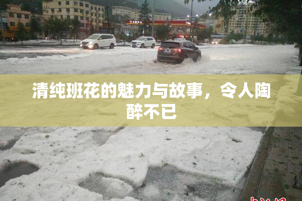 清纯班花的魅力与故事，令人陶醉不已