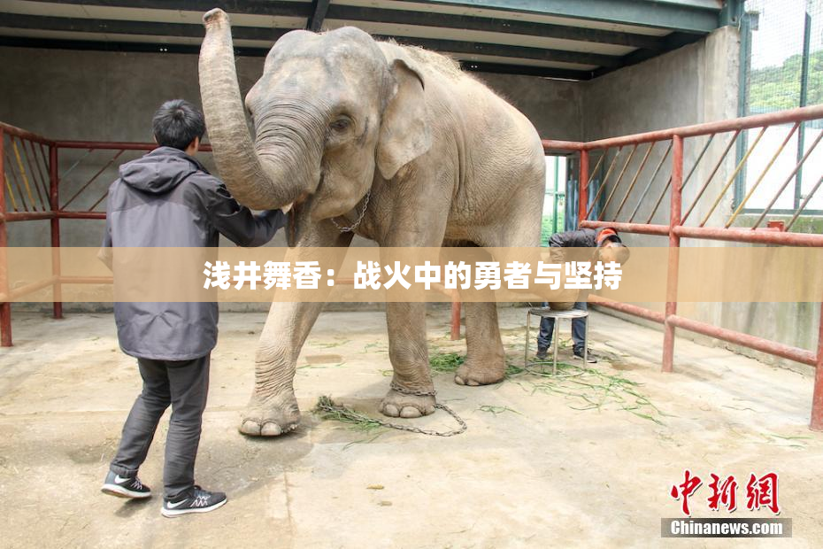 浅井舞香：战火中的勇者与坚持