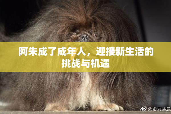 阿朱成了成年人，迎接新生活的挑战与机遇
