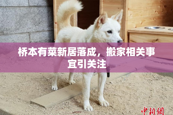 桥本有菜新居落成，搬家相关事宜引关注